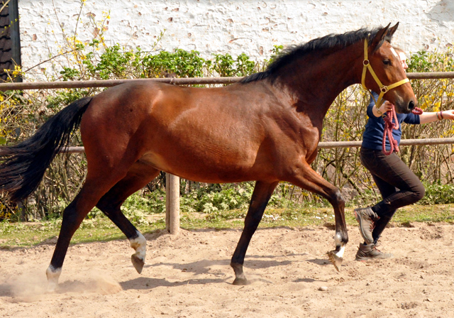 Trakehner Stute Karida von Oliver Twist u.d. Prmien- und Staatsprmienstute Karena v. Freudenfest - Foto: Beate Langels, Trakehner Gestt Hmelschenburg