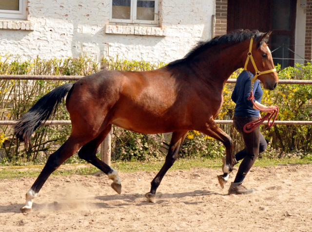 Trakehner Stute Karida von Oliver Twist u.d. Prmien- und Staatsprmienstute Karena v. Freudenfest - Foto: Beate Langels, Trakehner Gestt Hmelschenburg