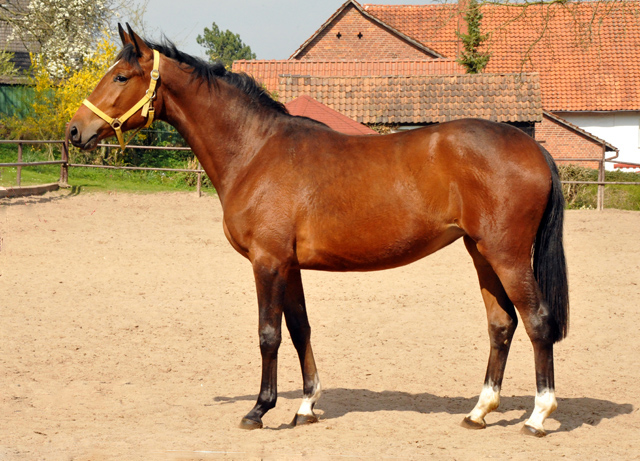 Trakehner Stute Karida von Oliver Twist u.d. Prmien- und Staatsprmienstute Karena v. Freudenfest  - Foto: Beate Langels, Trakehner Gestt Hmelschenburg