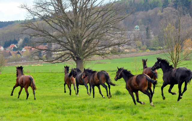 Unsere 2jhrigen Trakehner Hengste - 24. April 2012 - Foto: Beate Langels - Trakehner Gestt Hmelschenburg