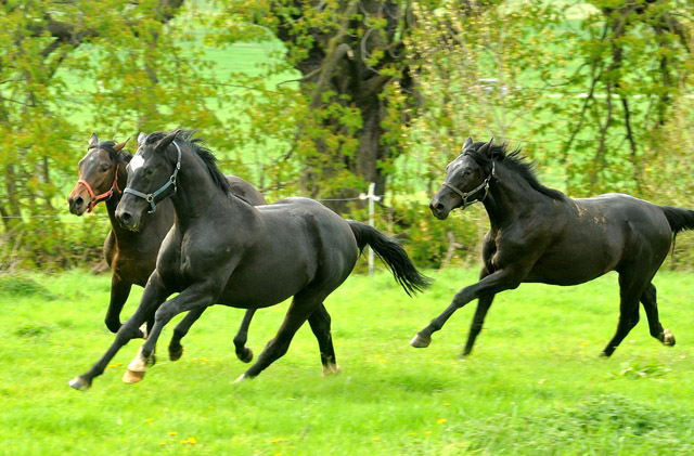 Unsere 2jhrigen Trakehner Hengste - 24. April 2012 - Foto: Beate Langels - Trakehner Gestt Hmelschenburg