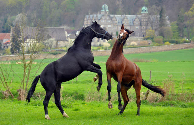 Unsere 2jhrigen Trakehner Hengste - 24. April 2012 - Foto: Beate Langels - Trakehner Gestt Hmelschenburg