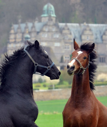 Unsere 2jhrigen Trakehner Hengste - 24. April 2012 - Foto: Beate Langels - Trakehner Gestt Hmelschenburg