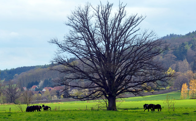 Unsere 2jhrigen Trakehner Hengste - 24. April 2012 - Foto: Beate Langels - Trakehner Gestt Hmelschenburg