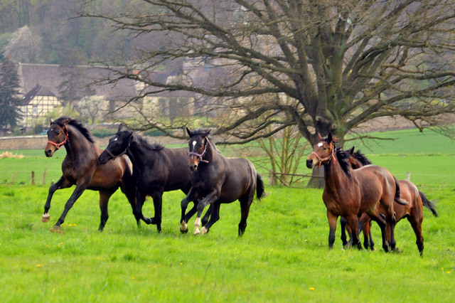 Unsere 2jhrigen Trakehner Hengste - 24. April 2012 - Foto: Beate Langels - Trakehner Gestt Hmelschenburg