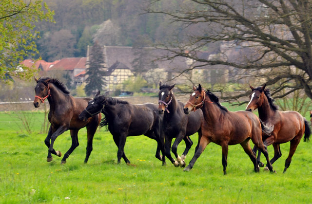 Unsere 2jhrigen Trakehner Hengste - 24. April 2012 - Foto: Beate Langels - Trakehner Gestt Hmelschenburg