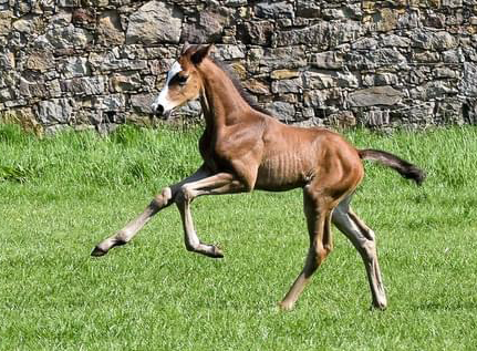 Trakehner Hengstfohlen von Zauberdeyk u.d. Valentine v. High Motion - Trakehner Gestt Hmelschenburg - Foto: Beate Langels - Trakehner Gestt Hmelschenburg  - Foto Carmen Schnell