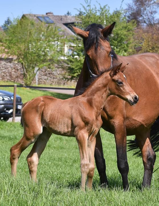 Trakehner Hengstfohlen von Glcksruf u.d. Pr.A. Schwalbe's Beauty v. High Motion x Imperio  - Gestt Hmelschenburg - Beate Langels - Foto Carmen Schnell