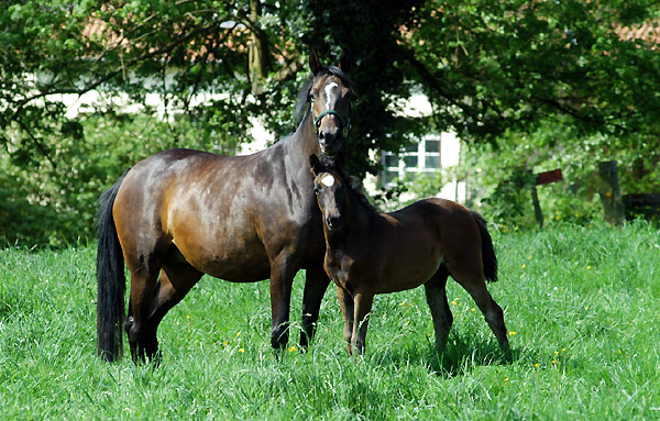 Schwalbenmelodie v. Kostolany - Foto: Beate Langels, Gestt Hmelschenburg