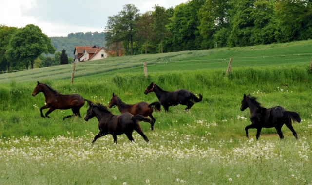 Unserer Jhrlingshengste -  Trakehner Gestt Hmelschenburg - Foto: Beate Langels