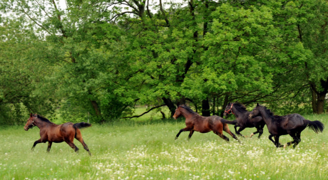 Unserer Jhrlingshengste -  Trakehner Gestt Hmelschenburg - Foto: Beate Langels