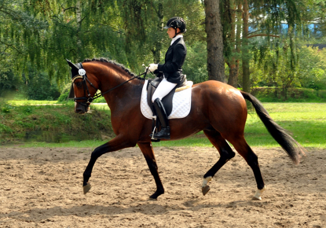High Motion von Saint Cyr und Stephanie Leuenberger - Foto Beate Langels - Gestt Hmelschenburg