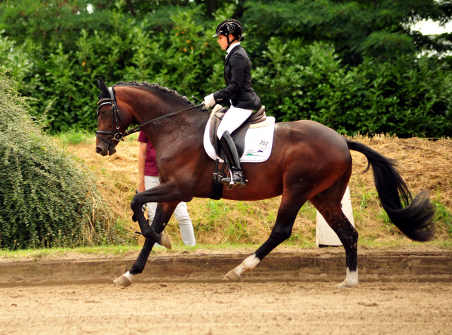  Trakehner Hengstfohlen von Oliver Twist u.d. Pr.u.StPrSt. Schwalbenmagie v. Exclusiv  - Foto: Beate Langels