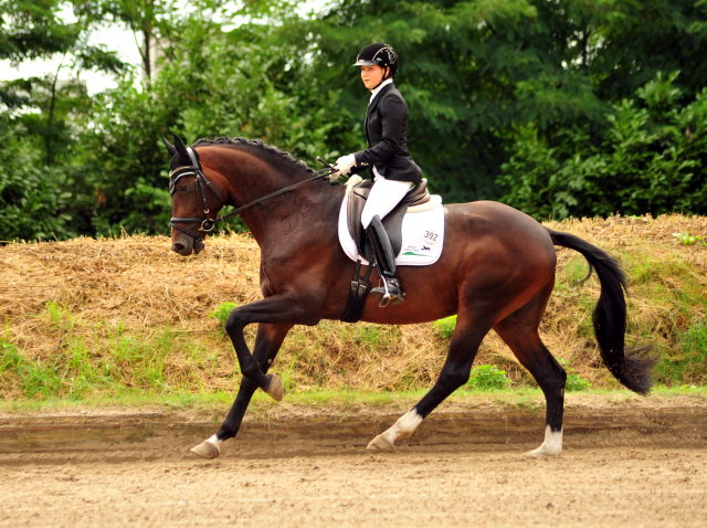  Trakehner Hengstfohlen von Oliver Twist u.d. Pr.u.StPrSt. Schwalbenmagie v. Exclusiv  - Foto: Beate Langels