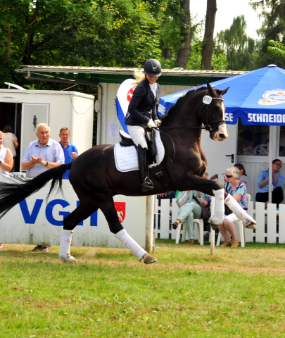 Greenwich Park von Saint Cyr - Foto: Beate Langels - Trakehner Gestt Hmelschenburg