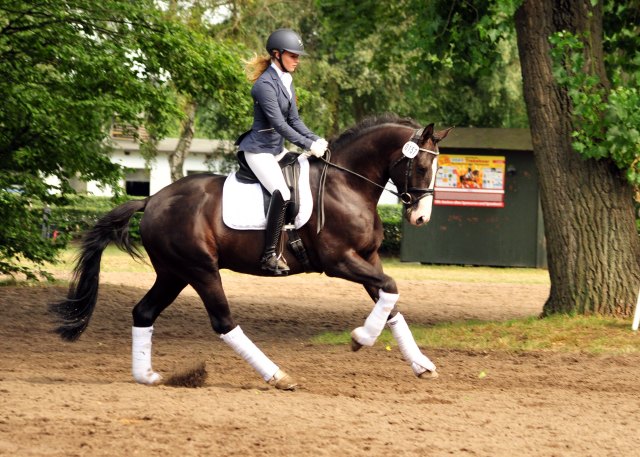 Greenwich Park von Saint Cyr - Foto: Beate Langels - Trakehner Gestt Hmelschenburg