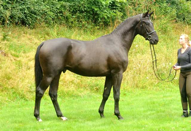 Zweijhriger Trakehner Hengst von Songline u.d. Eisknigin v. Trocadero - im August 2012, Foto Beate Langels
