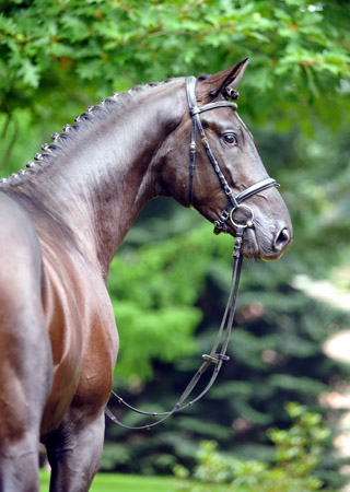 Zweijhriger Trakehner Hengst von Songline u.d. Eisknigin v. Trocadero - im August 2012, Foto Beate Langels