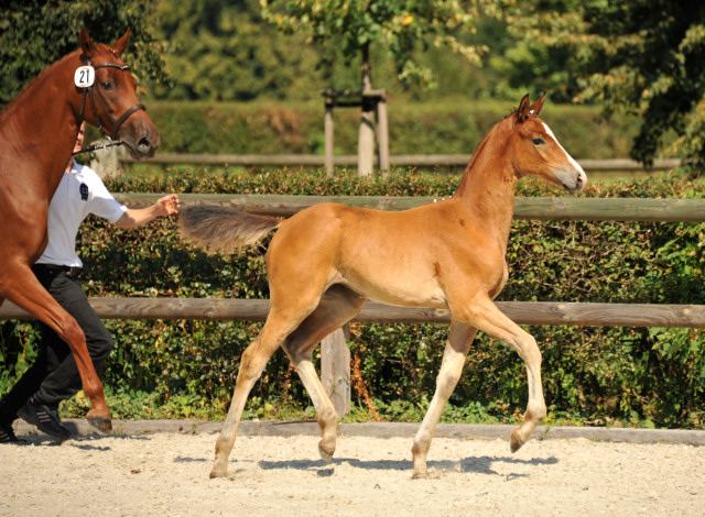 Trakehner Stutfohlen von Freudenfest u.d. Waluna v. Uckermrcker - Helikon xx, Foto: Beate Langels