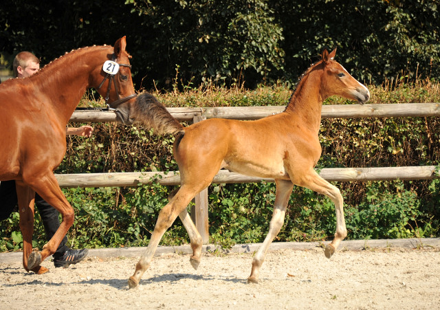 Trakehner Stutfohlen von Freudenfest u.d. Waluna v. Uckermrcker - Helikon xx, Foto: Beate Langels