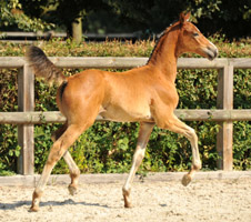 Stutfohlen von Freudenfest x Uckermrker