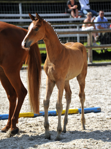 Trakehner Stutfohlen von Freudenfest u.d. Waluna v. Uckermrcker - Helikon xx, Foto: Beate Langels