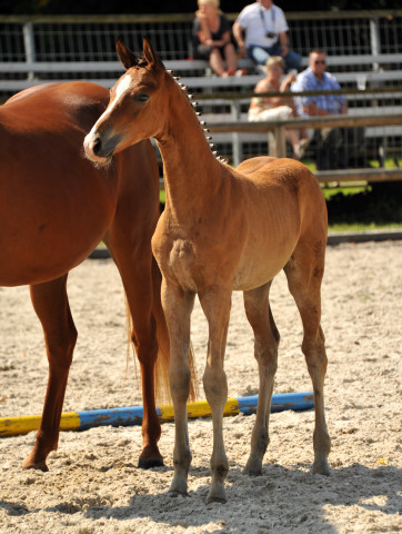 Trakehner Stutfohlen von Freudenfest u.d. Waluna v. Uckermrcker - Helikon xx, Foto: Beate Langels