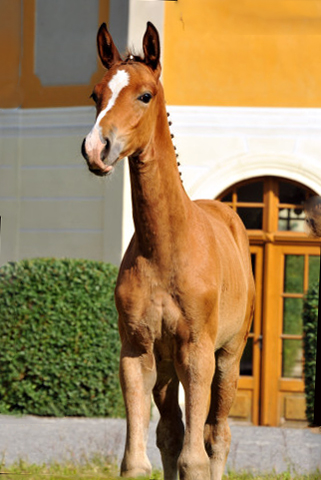 Trakehner Stutfohlen von Freudenfest u.d. Waluna v. Uckermrcker - Helikon xx, Foto: Beate Langels
