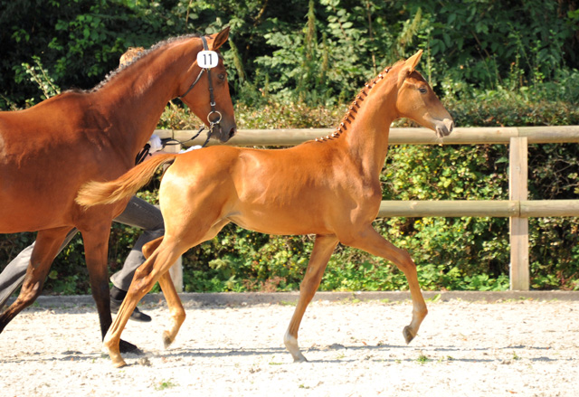 Trakehner Stutfohlen von Freudenfest u.d. StPrSt. Grand Dame v. Kennedy, Foto: Beate Langels