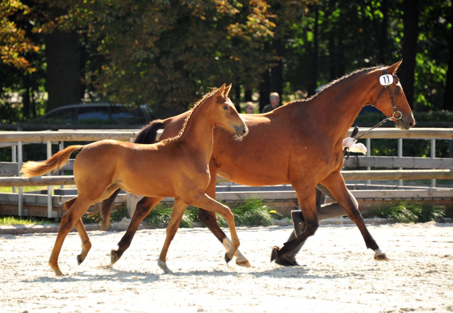 Trakehner Stutfohlen von Freudenfest u.d. StPrSt. Grand Dame v. Kennedy, Foto: Beate Langels
