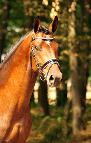 Special Motion von High Motion u.d. Schwalbenlicht v. Imperio - Trakehner Gestt Hmelschenburg - Beate Langels