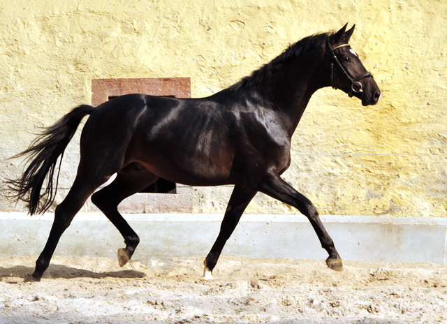 Trakehner Hengst von Kostolany u.d. Schwalbenfeder v. Summertime - Foto: Beate Langels