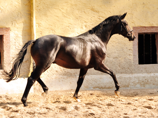 Trakehner Hengst von Kostolany u.d. Schwalbenfeder v. Summertime - Foto: Beate Langels