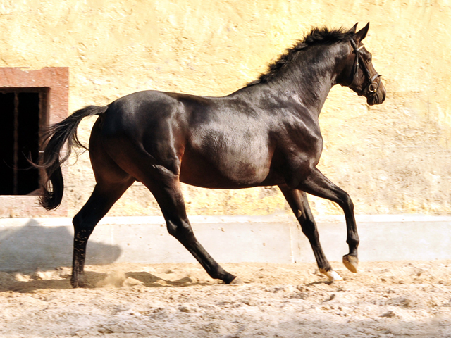 Trakehner Hengst von Kostolany u.d. Schwalbenfeder v. Summertime - Foto: Beate Langels