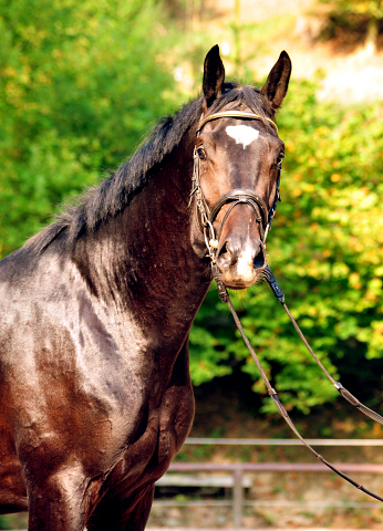 Trakehner Hengst von Kostolany u.d. Schwalbenfeder v. Summertime - Foto: Beate Langels