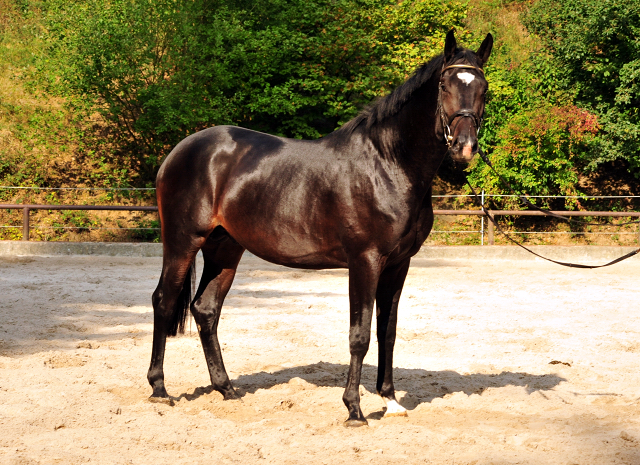 Trakehner Hengst von Kostolany u.d. Schwalbenfeder v. Summertime - Foto: Beate Langels