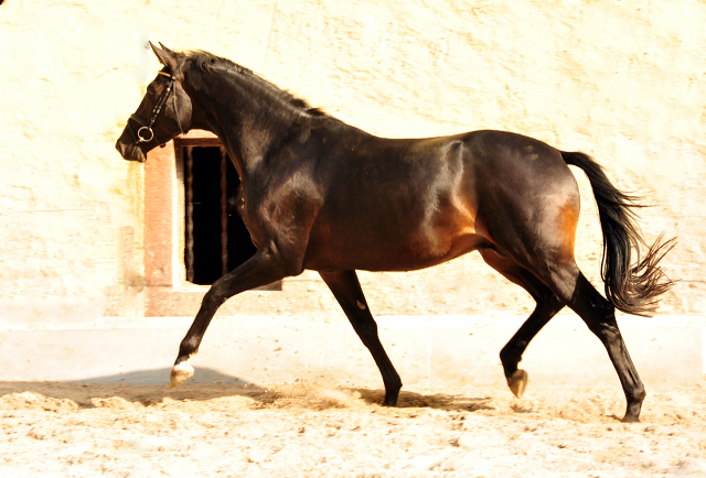 Trakehner Hengst von Kostolany u.d. Schwalbenfeder v. Summertime - Foto: Beate Langels