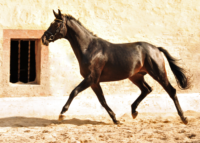 Trakehner Hengst von Kostolany u.d. Schwalbenfeder v. Summertime - Foto: Beate Langels