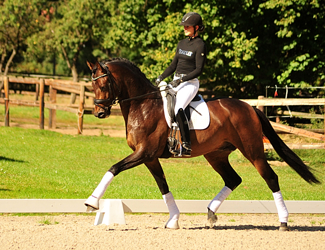 Trakehner Siegerhengst von His Moment v. Millenium x Le Rouge - Foto: Beate Langels