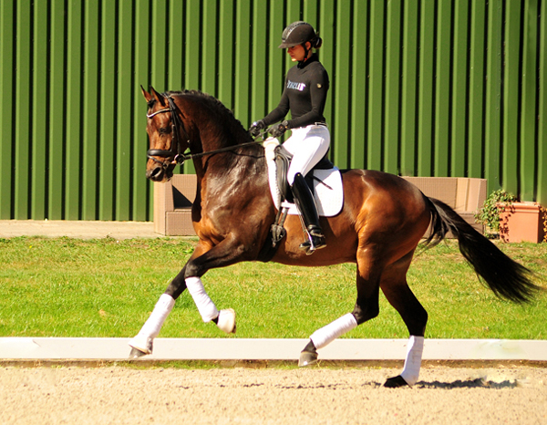 His Moment von Millenium - Le Rouge - Foto: Beate Langels - Trakehner Gestt Hmelschenburg