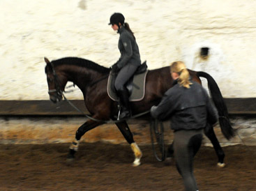 Trakehner Hengst von Freudenfest u.d. Pr.u.StPrSt. Tavolara v. Exclusiv  - Foto: Beate Langels - Trakehner Gestt Hmelschenburg