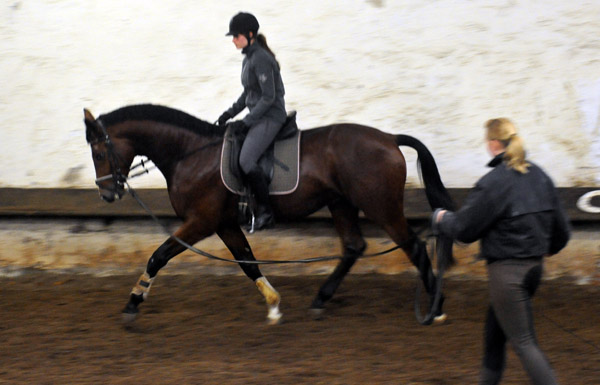 Trakehner Hengst von Freudenfest u.d. Pr.u.StPrSt. Tavolara v. Exclusiv  - Foto: Beate Langels - Trakehner Gestt Hmelschenburg