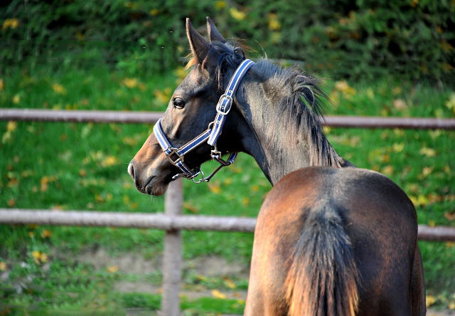 Trakehner Hengstfohlen von Saint Cyr u.d. Pr.St. Under the moon v. Easy Game u.d. Pr.St. Umbra v. Herzkristall , Foto: B.Langels - Trakehner Gestt Hmelschenburg