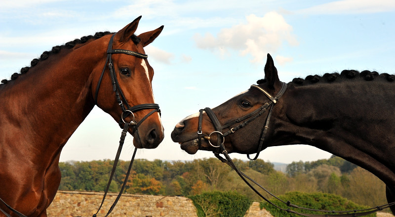 High Motion und sein Vater Saint Cyr v. Kostolany - Foto: Beate Langels - Trakehner Gestüt Hämelschenburg