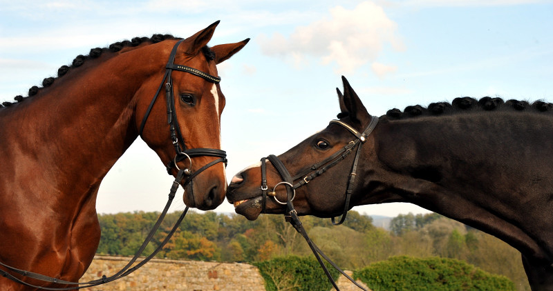 High Motion und sein Vater Saint Cyr v. Kostolany - Foto: Beate Langels - Trakehner Gestüt Hämelschenburg