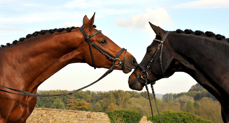 High Motion und sein Vater Saint Cyr v. Kostolany - Foto: Beate Langels - Trakehner Gestüt Hämelschenburg