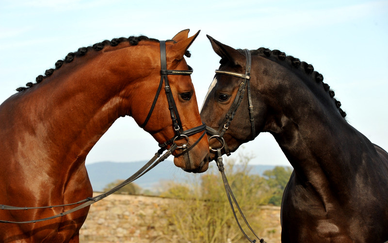 High Motion und sein Vater Saint Cyr v. Kostolany - Foto: Beate Langels - Trakehner Gestüt Hämelschenburg