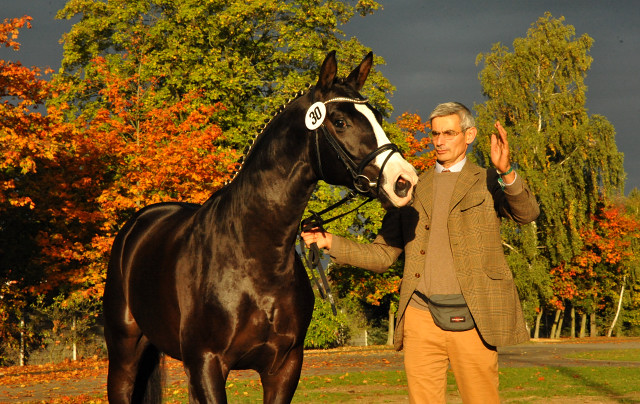 Greenwich Park - 2jähriger Hengst von Saint Cyr x Alter Fritz x Kostolany - Trakehner Gestüt Hämelschenburg