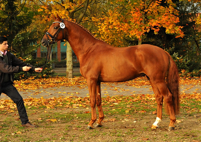 Tudor mit Züchtern und Besitzern - Trakehner Hengstmarkt 2014 - Foto: Beate Langels