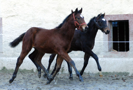 Trakehner Hengstfohlen von Freudenfest - Lauries Crusador xx, Zchter: Peter Oellrich